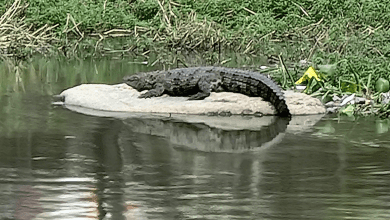 मूसी नदी में दिखा मगरमच्छ, सालारजंग संग्रहालय के पास की तस्वीर