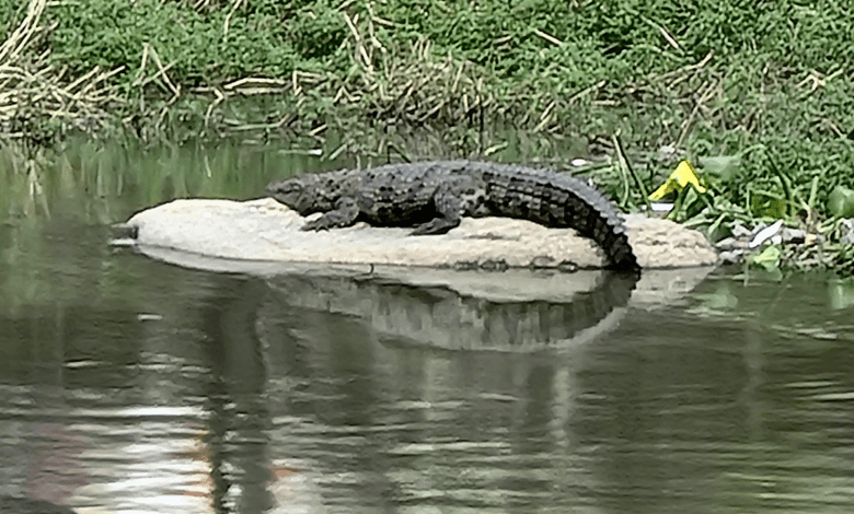 मूसी नदी में दिखा मगरमच्छ, सालारजंग संग्रहालय के पास की तस्वीर