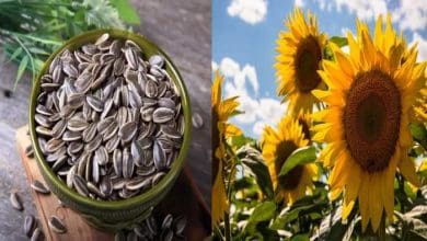 सूरजमुखी बीज की खरीद के फैसले की प्रमुख जानकारी