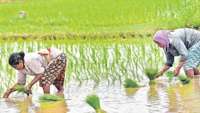 तेलंगाना और आंध्र प्रदेश के किसान जैव प्रौद्योगिकी अपनाने की मांग कर रहे हैं, जिससे उनकी कृषि उत्पादकता और आजीविका में सुधार हो सके।