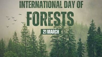 वन और खाद्य सुरक्षा पर अंतर्राष्ट्रीय वन दिवस 2025 का संदेश