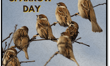 एक गौरैया अपने घोंसले में बैठी है, विश्व गौरैया दिवस 2025"