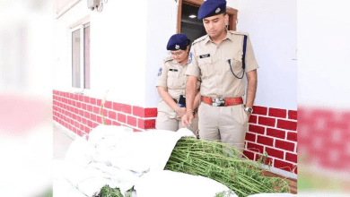 आदिलाबाद में गांजे की खेती करते चार किसान गिरफ्तार