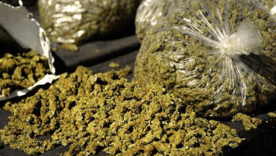 हैदराबाद में बोलेरो से 273 किलो ड्राई गांजा जब्त करती पुलिस