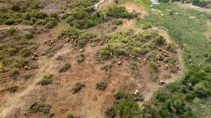 सुप्रीम कोर्ट ने हैदराबाद विश्वविद्यालय के पास पेड़ों की कटाई पर रोक लगाई