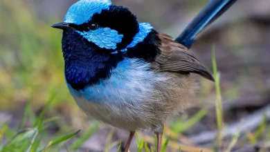 फेयरी-रेंस पक्षी अपने गीतों के माध्यम से व्यक्तित्व व्यक्त करते हुए