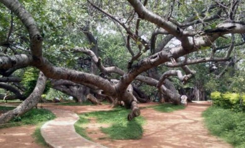 पिल्ललामर्री बरगद वृक्ष, भारत की हरी धरोहर
