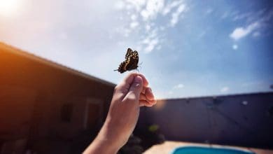 समय की तितली हाथ नहीं आती: जीवन की बदलती सच्चाई