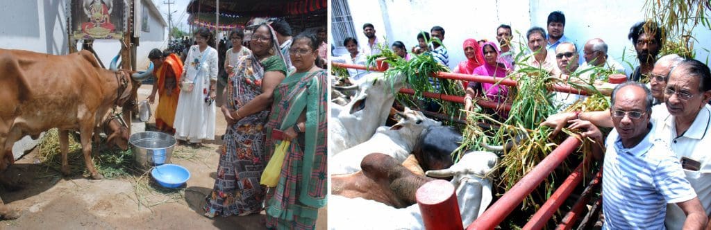 भक्तों द्वारा ज्येष्ठ अमावस्या पर गौ सेवा का लाभ