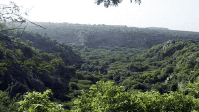 तेलंगाना में वन भूमि अतिक्रमण रोकते अधिकारी और पौधारोपण करते कर्मचारी