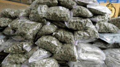 लंगर हाउस फ्लाईओवर के पास 1.1 किलो गांजे के साथ तस्कर गिरफ्तार