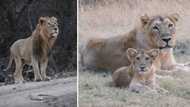 गिर से बाहर 11 जिलों में फैला शेरों का आवास क्षेत्र