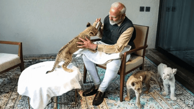 गिर के शेरों की संख्या में पांच साल में 217 की बढ़ोतरी