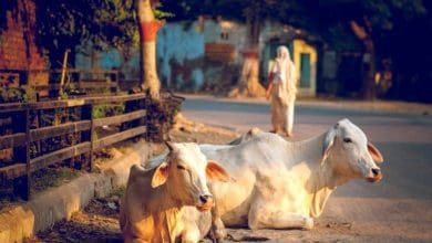 जन ऊर्जा मंच की संस्थापक डॉ. निशिता दीक्षित गौ रक्षा पर बोलते हुए