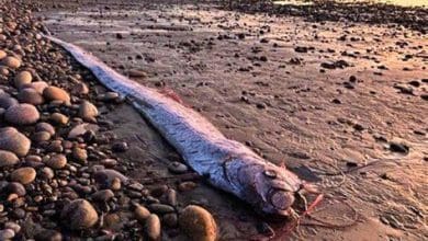 समुद्र की सतह पर दिखाई देती रहस्यमय ओरफिश मछली