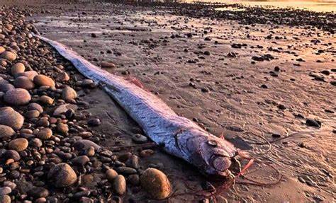 समुद्र की सतह पर दिखाई देती रहस्यमय ओरफिश मछली