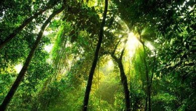 घने वर्षावन का दृश्य, जो पृथ्वी की जैव विविधता और ऑक्सीजन का स्रोत हैं।