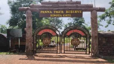 पन्ना टाइगर रिजर्व में बाघिन और हिरण एक ही घाट पर पानी पीते हुए।