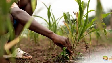 टिकाऊ कृषि और पशुपालन पर किसानों के लिए प्रशिक्षण सत्र