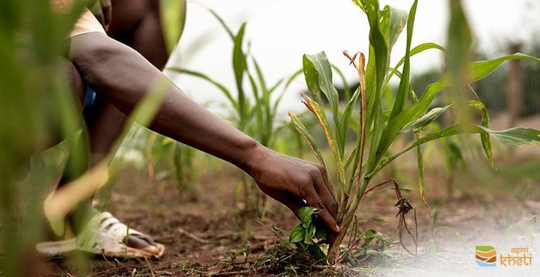 टिकाऊ कृषि और पशुपालन पर किसानों के लिए प्रशिक्षण सत्र