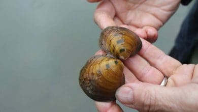 समुद्री चट्टानों से चिपका हुआ नीले रंग का मुसेल घोंघा