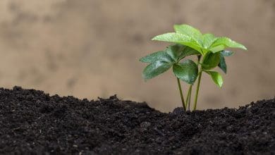 आषाढ़ अमावस्या पर पेड़-पौधे लगाते और पूजा करते श्रद्धालु