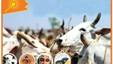 ध्यान फाउंडेशन द्वारा बचाए गए गौवंश को आश्रय स्थल में सुरक्षित पहुंचाया जाता हुआ दृश्य