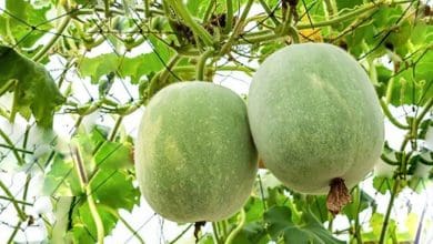 ऐश गार्ड के फायदे