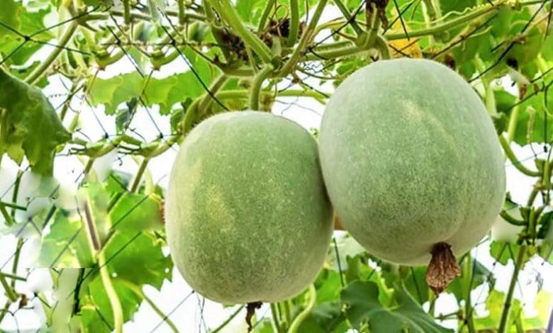 ऐश गार्ड के फायदे