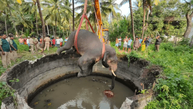 कोयंबटूर के कृषि कुएं से हाथी का शव निकालते वन कर्मचारी