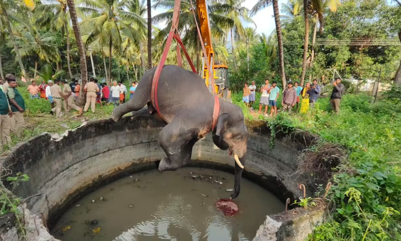 कोयंबटूर के कृषि कुएं से हाथी का शव निकालते वन कर्मचारी