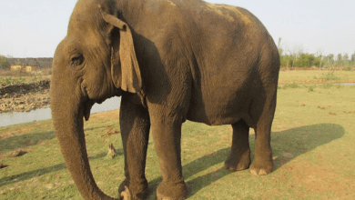 पन्ना टाइगर रिजर्व में दिवंगत हुई बुज़ुर्ग हथिनी वत्सला की अंतिम यात्रा