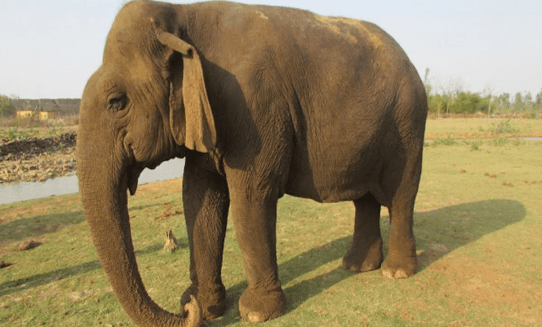 पन्ना टाइगर रिजर्व में दिवंगत हुई बुज़ुर्ग हथिनी वत्सला की अंतिम यात्रा