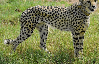 नभा' नाम की मादा चीता कुनो NP में शिकार प्रयास के बाद घायल पाई गई थी—अब मृत घोषित”