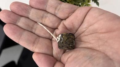 वूलाह टी की बैगलेस चाय का पैकेट जो प्राकृतिक पत्तियों से बनी है