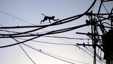 बंदरों की वजह से भगदड़, 2 की मौत