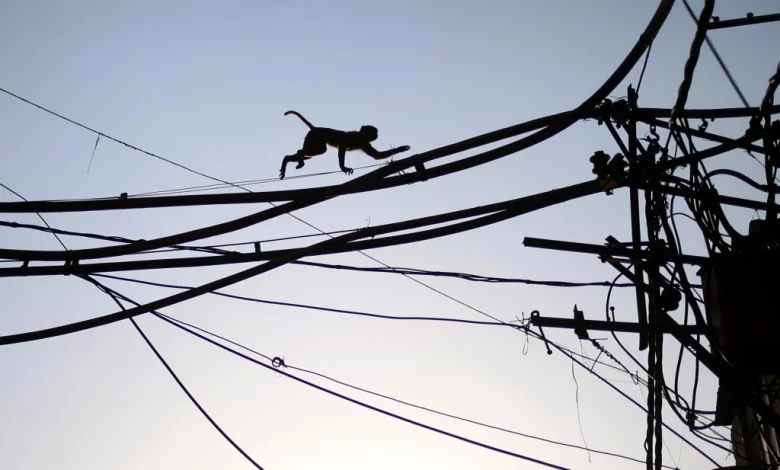 बंदरों की वजह से भगदड़, 2 की मौत