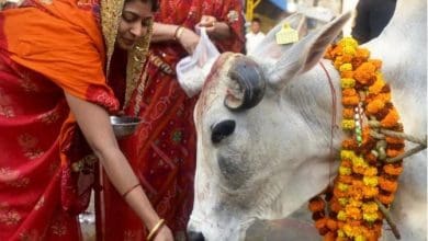 सावन में गाय को गुड़, रोटी और चारा खिलाने के शुभ लाभ