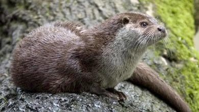 जल-थल दोनों में निपुण शिकारी है ऊदबिलाव