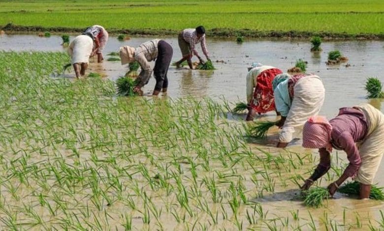 टैरिफ वॉर बनाम किसान हित में मोदी का संकल्प