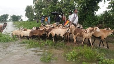 कामारेड्डी में बाढ़ में फंसे 4 लोग और 656 भेड़ें, रेस्क्यू सफल