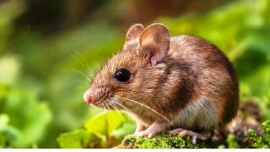 आदमी और चूहे का बदलता सामाजिक-तकनीकी रूप