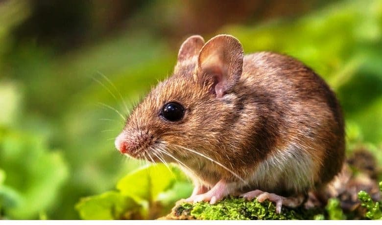 आदमी और चूहे का बदलता सामाजिक-तकनीकी रूप