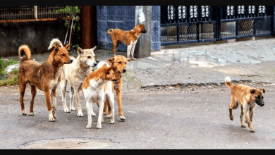 सुप्रीम कोर्ट का फैसला: नसबंदी व टीकाकरण के बाद ही छोड़े जाएंगे कुत्ते