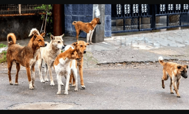 सुप्रीम कोर्ट का फैसला: नसबंदी व टीकाकरण के बाद ही छोड़े जाएंगे कुत्ते