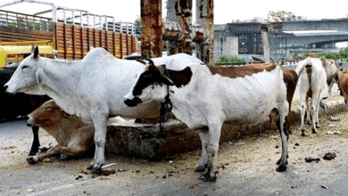 दिल्ली में गाय के गोबर को लेकर झगड़ा चोरी तक पहुंचा : एक व्यक्ति गिरफ्तार