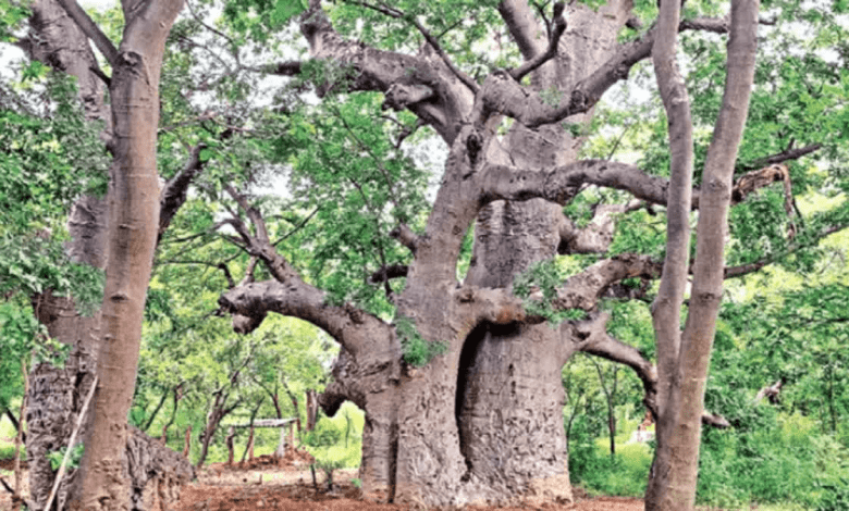 हैदराबाद चेंगिचेरला अभयारण्य में मिले बाओबाब पौधे