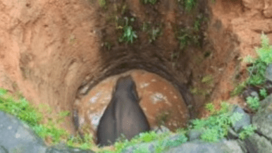 केरल के एर्नाकुलम जिले में कुएं में गिरे जंगली हाथी को निकालने का अभियान और ग्रामीणों का प्रदर्शन।