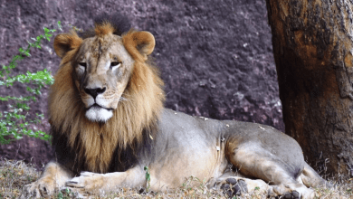 नेहरू जूलॉजिकल पार्क हैदराबाद में विश्व शेर दिवस उत्सव का दृश्य