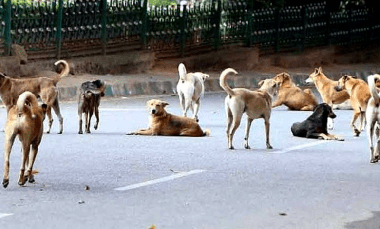 दिल्ली-एनसीआर में 8 हफ्तों में हटेंगे आवारा कुत्ते: सुप्रीम कोर्ट